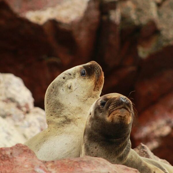 sea lions in ballestas islands