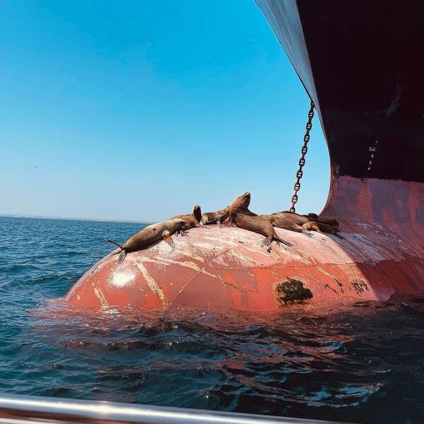 whales islands tour ica